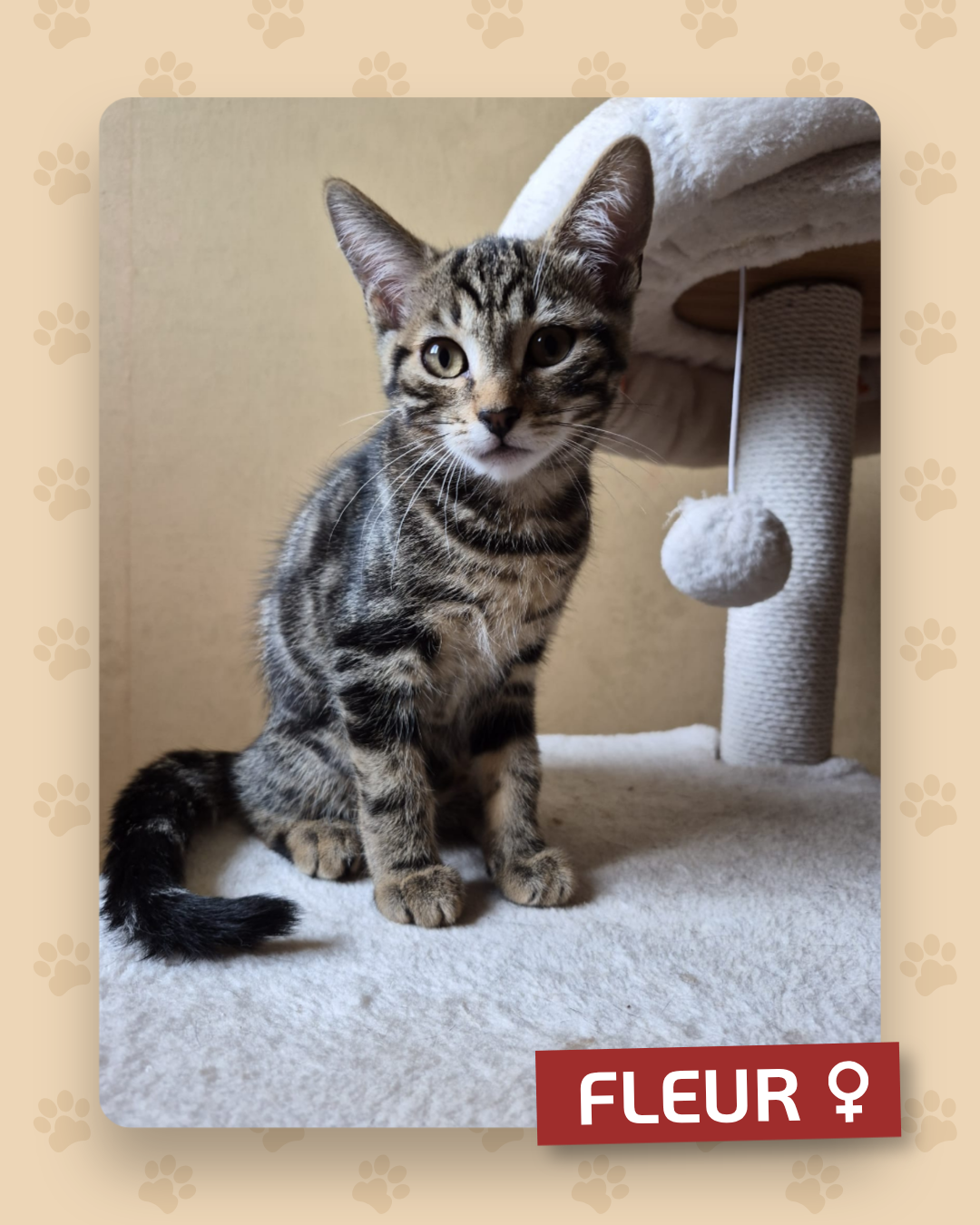 Photo de l'animal à adopté