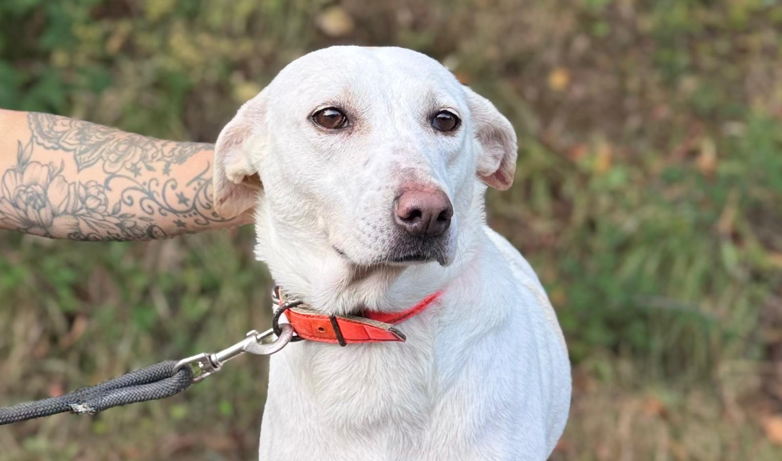 Photo de l'animal à adopté