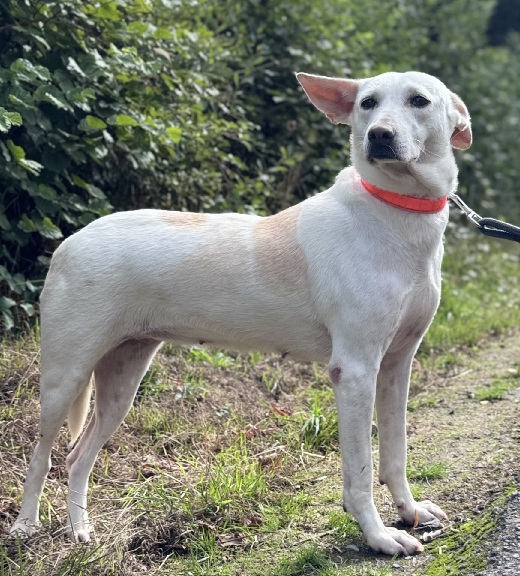 Photo de l'animal à adopté
