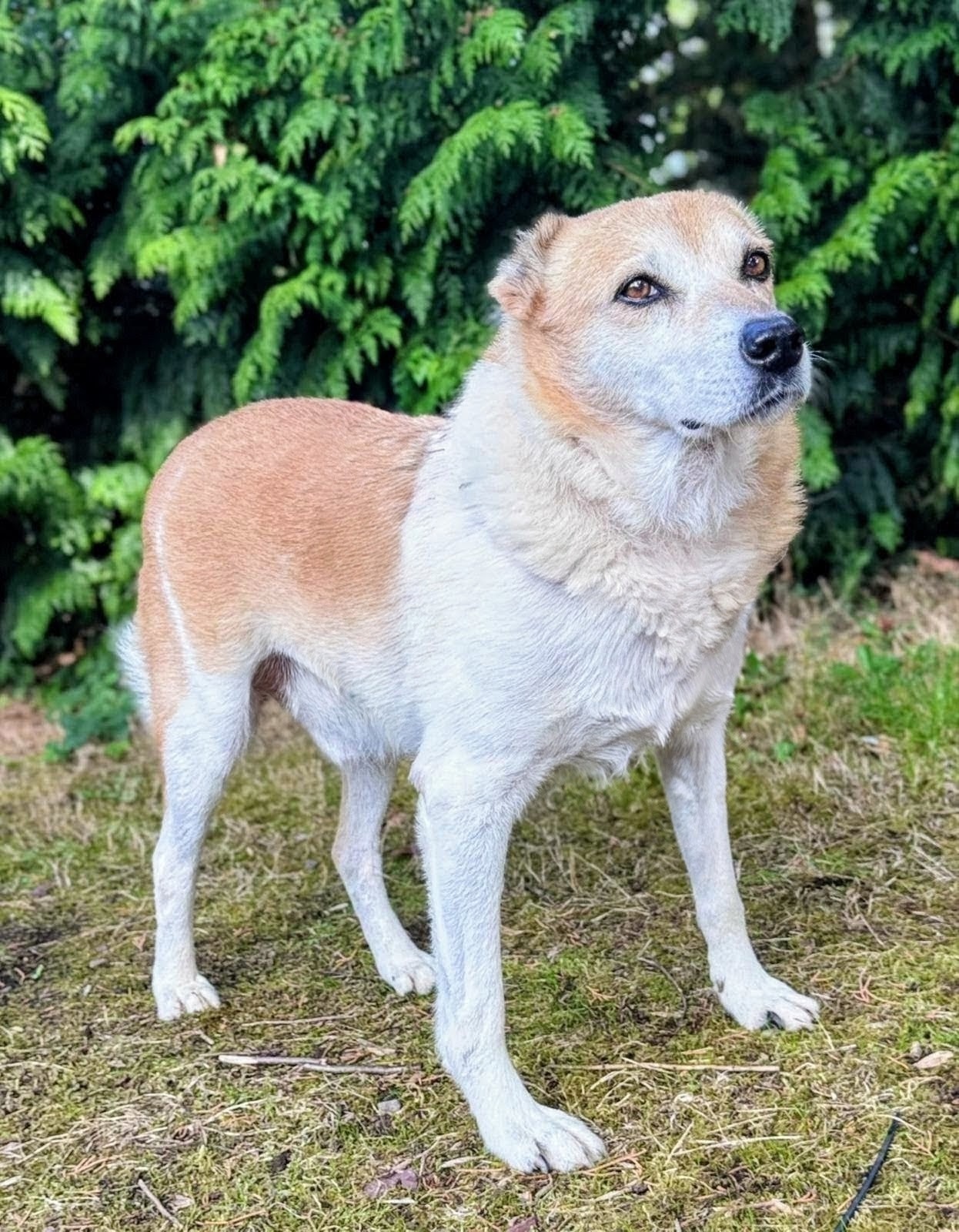 Photo de l'animal à adopté