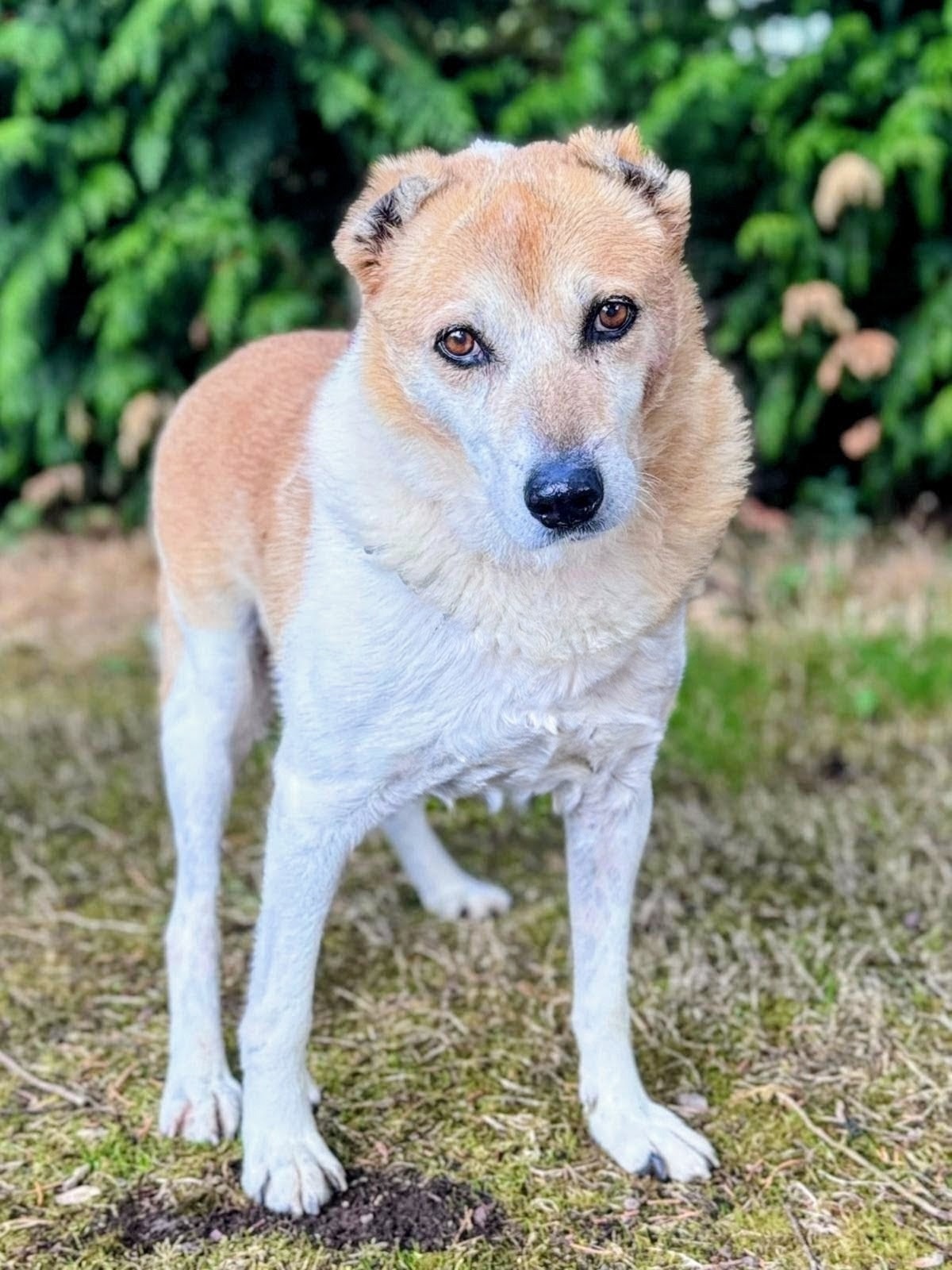 Photo de l'animal à adopté
