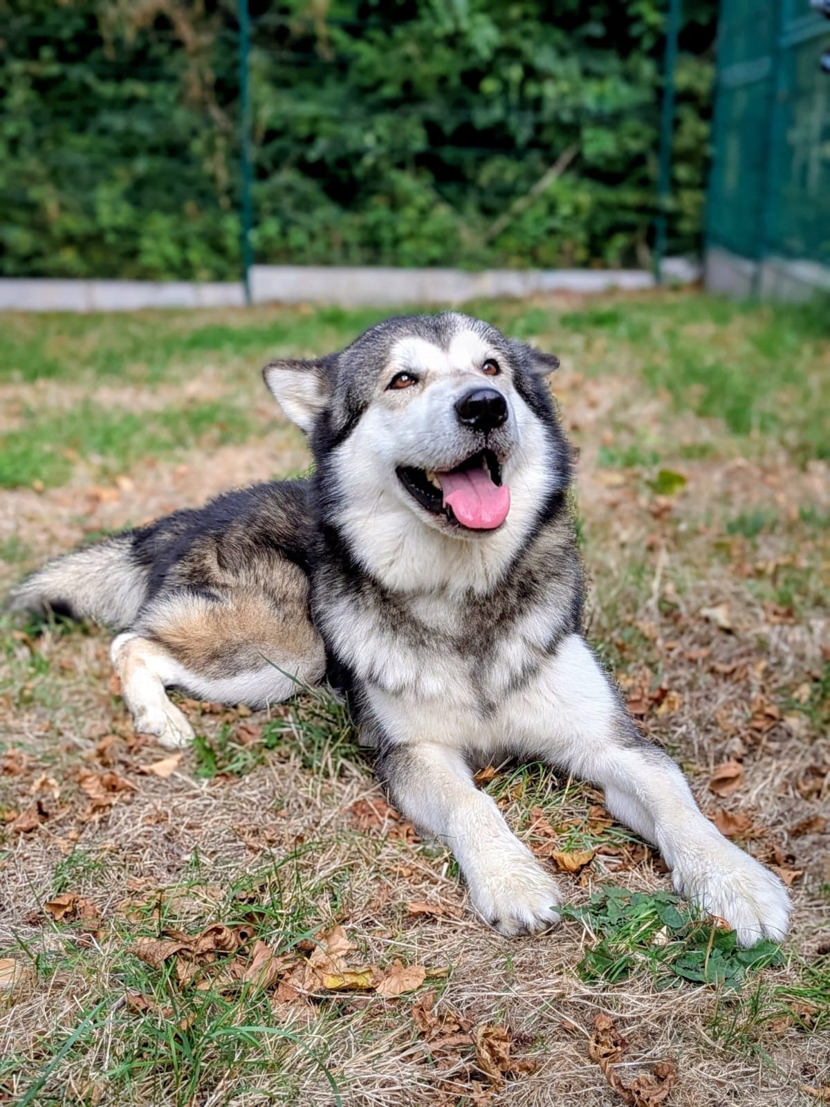 Photo de l'animal à adopté