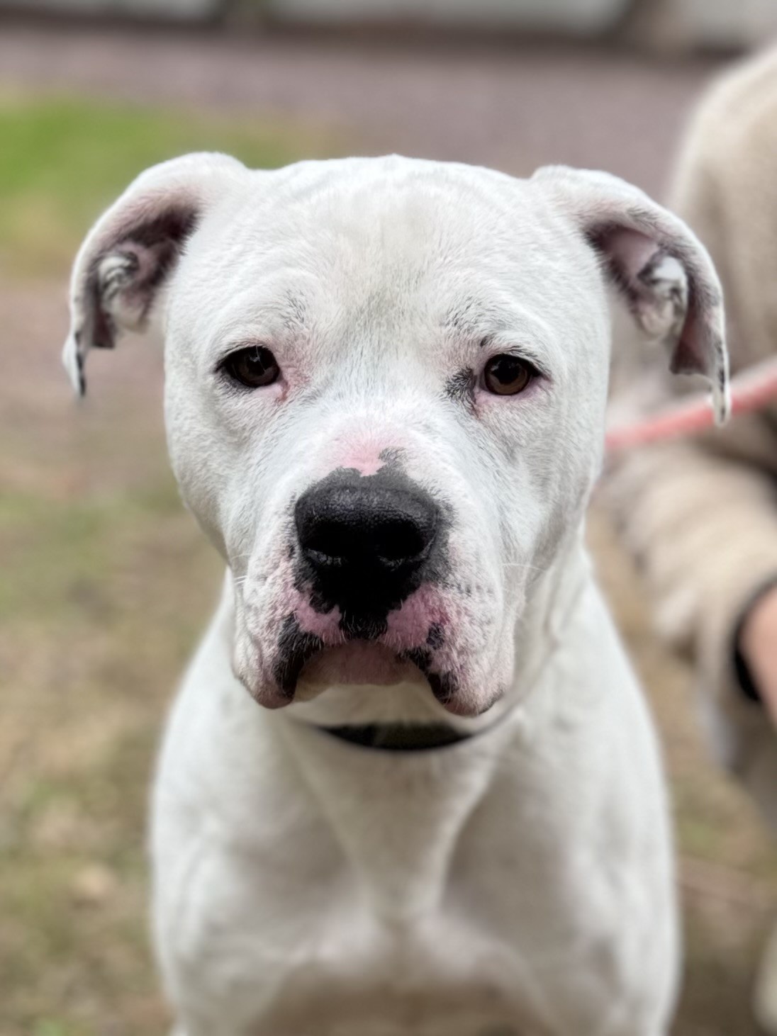 Photo de l'animal à adopté