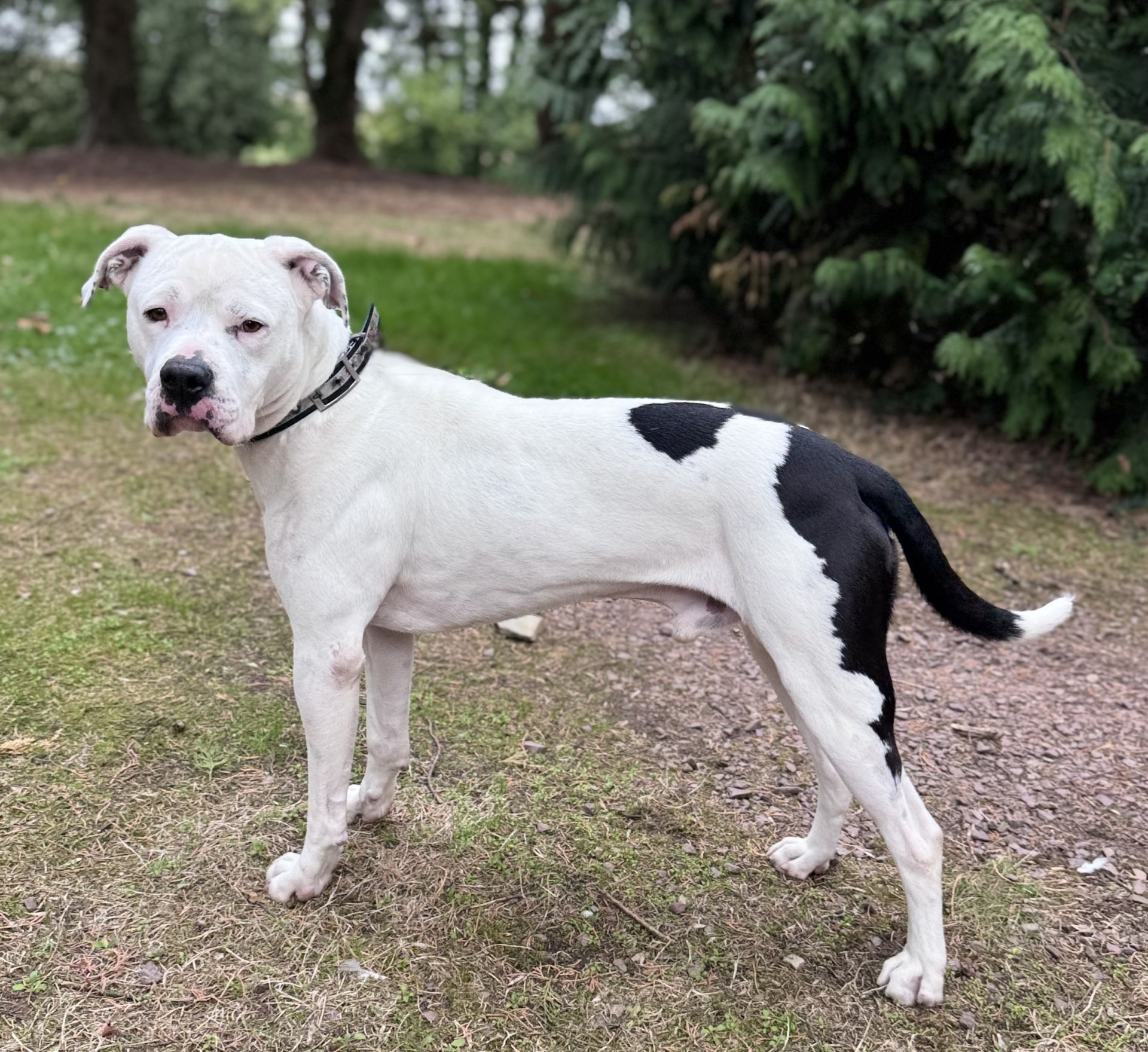 Photo de l'animal à adopté