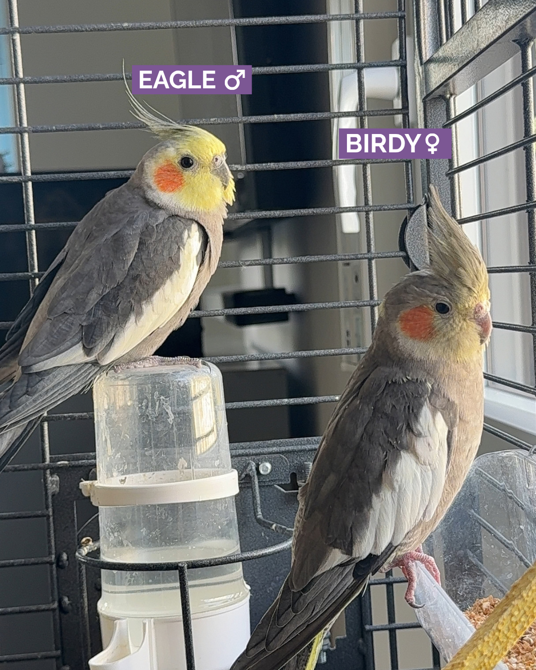 Photo de l'animal à adopté