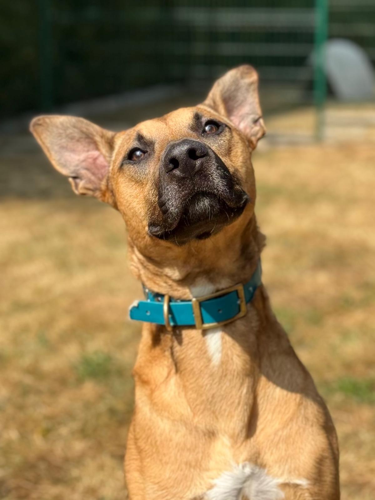 Photo de l'animal à adopté