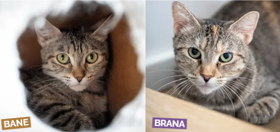 Photo de l'animal à adopté