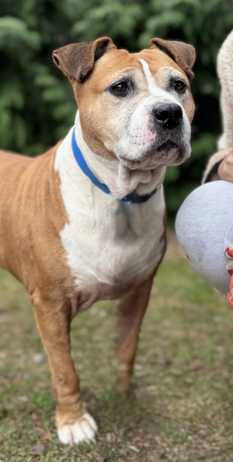 Photo de l'animal à adopté