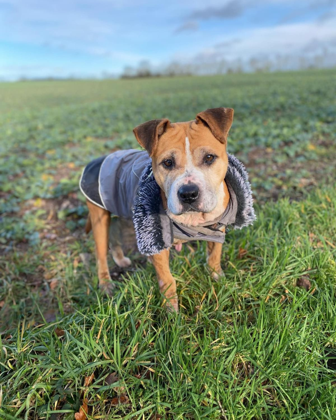 Photo de l'animal à adopté