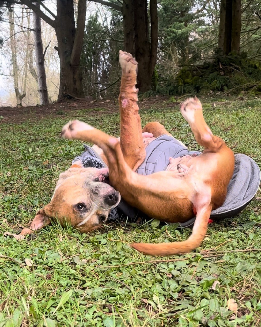 Photo de l'animal à adopté