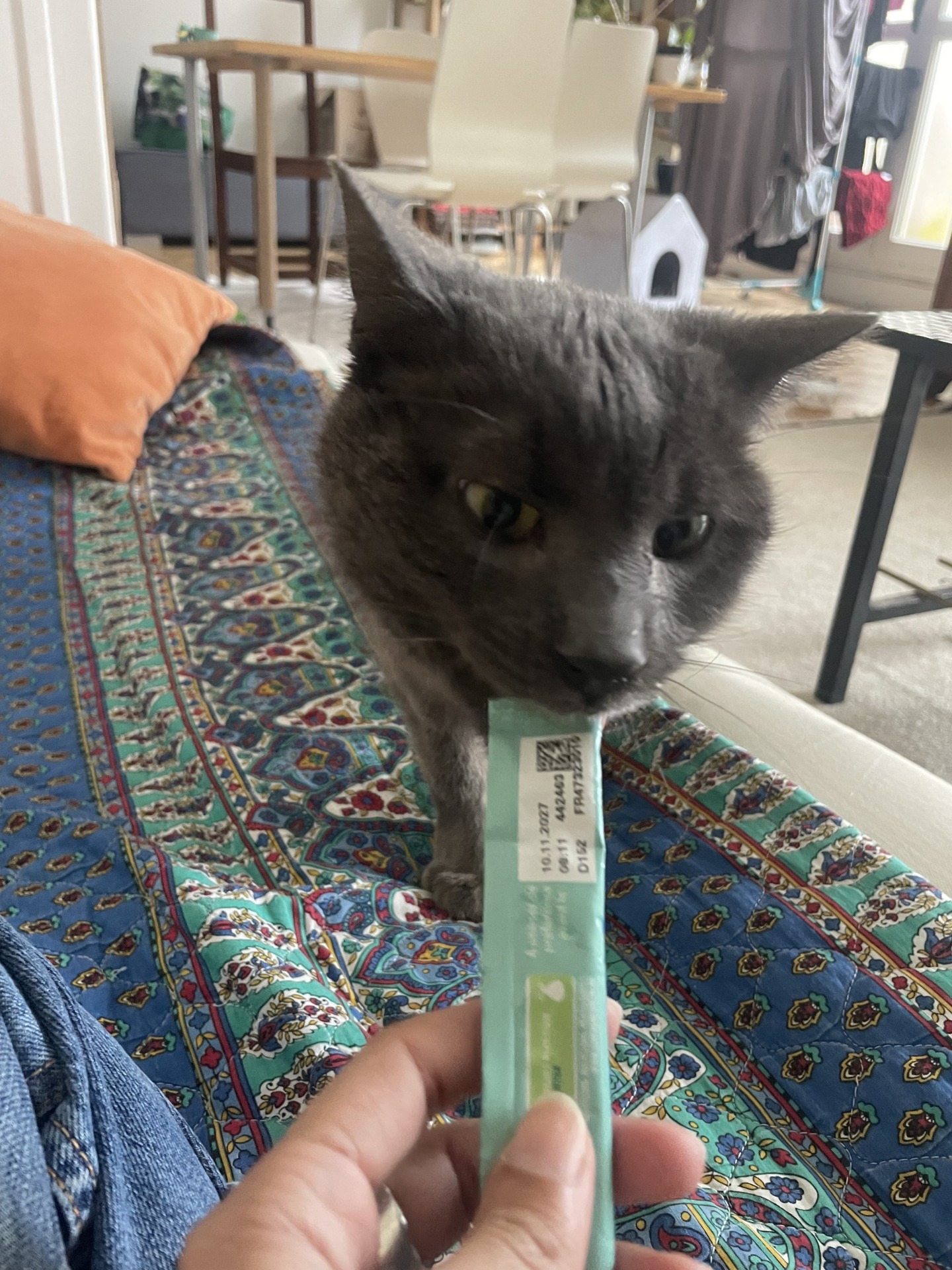 Photo de l'animal à adopté