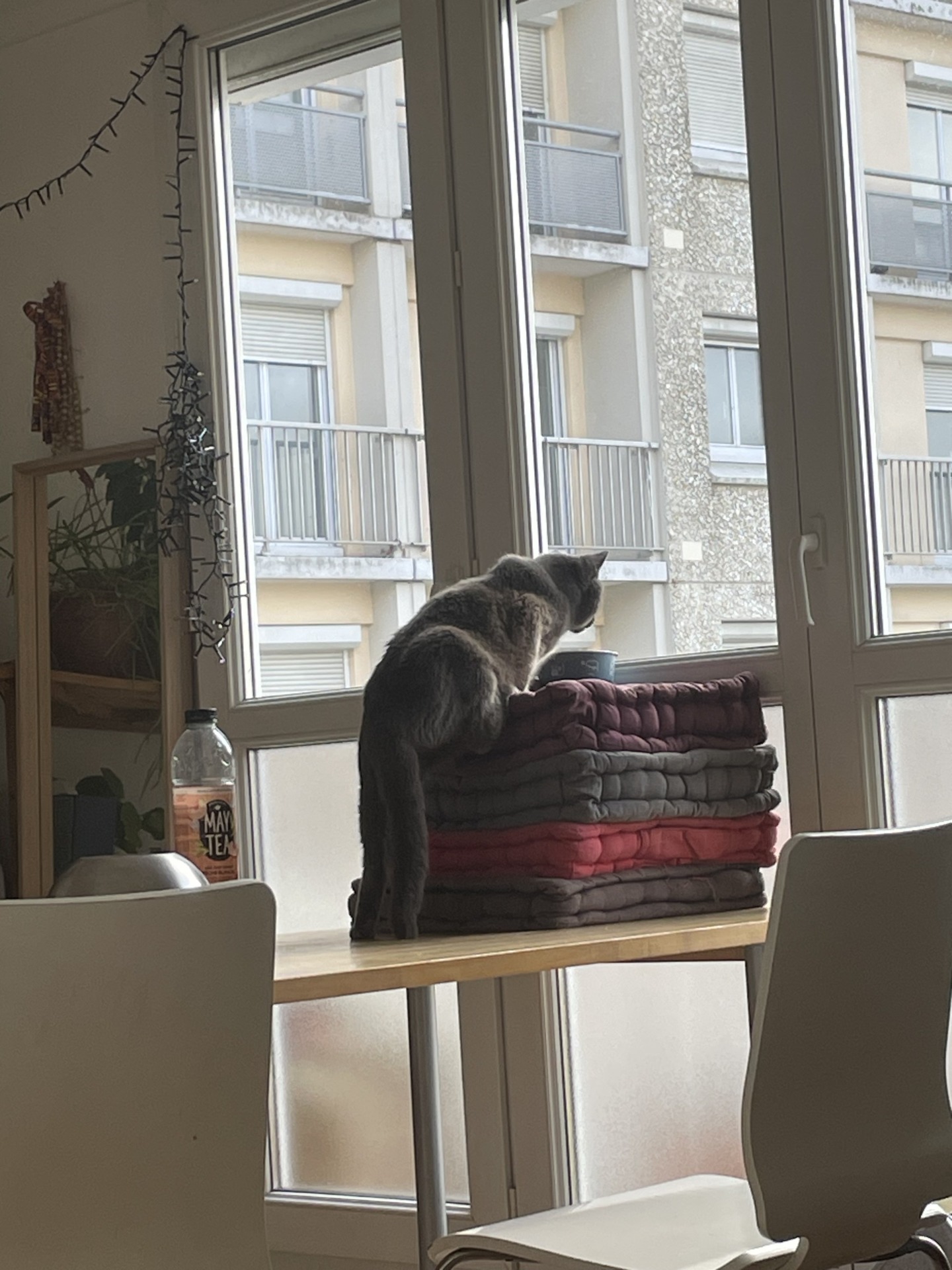 Photo de l'animal à adopté