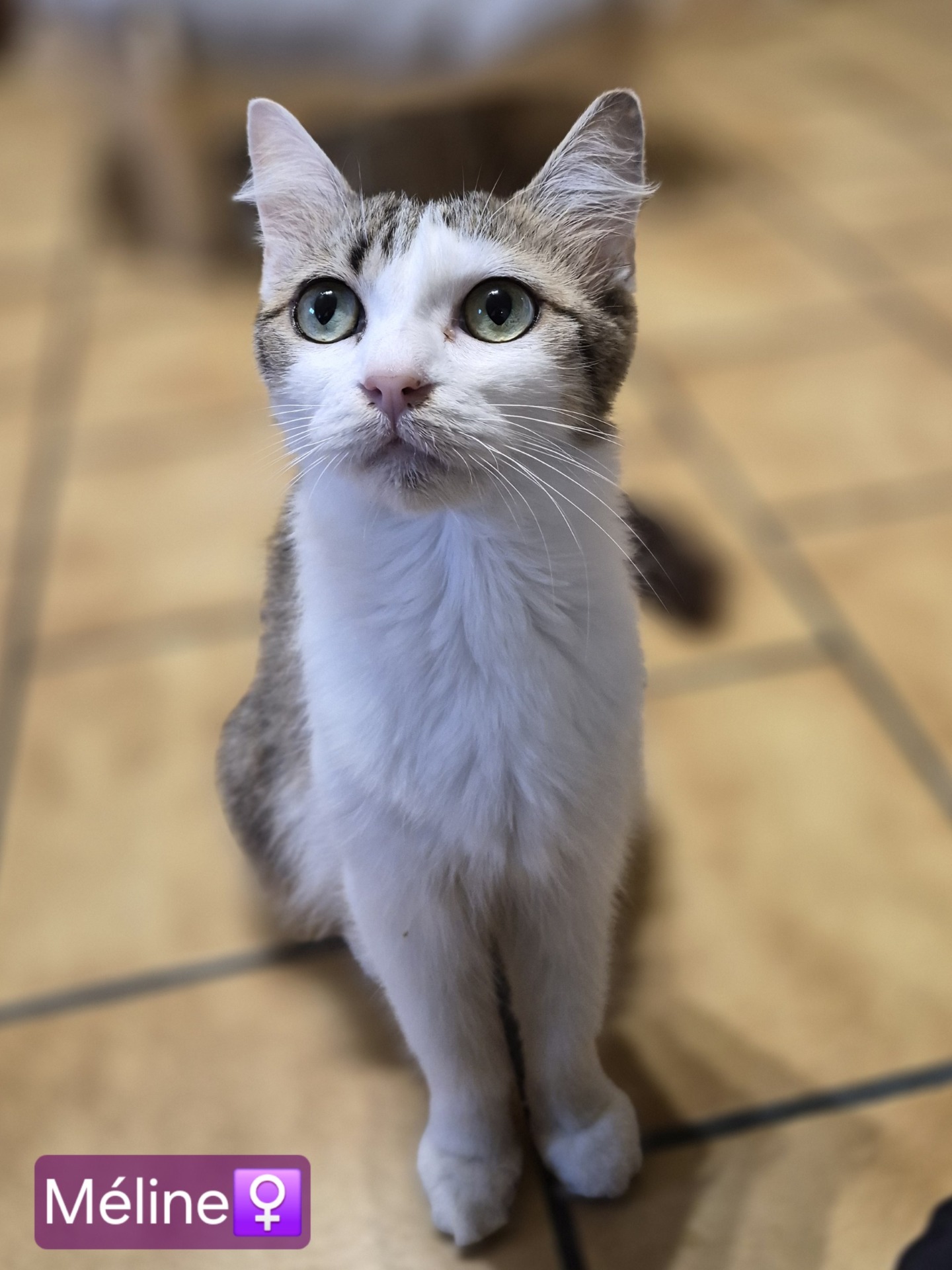 Photo de l'animal à adopté