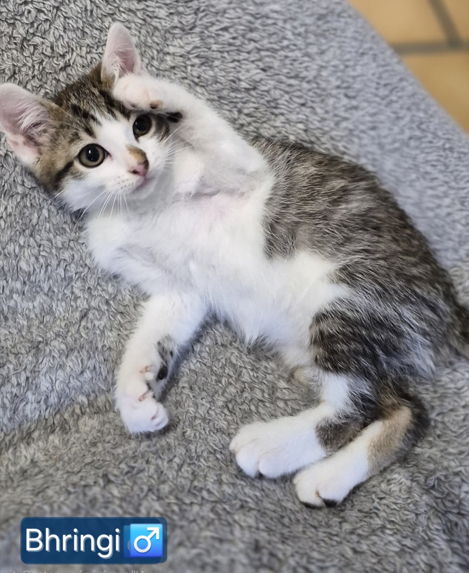 Photo de l'animal à adopté
