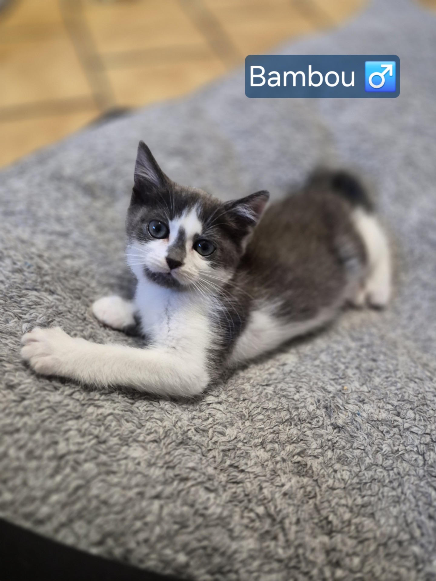 Photo de l'animal à adopté