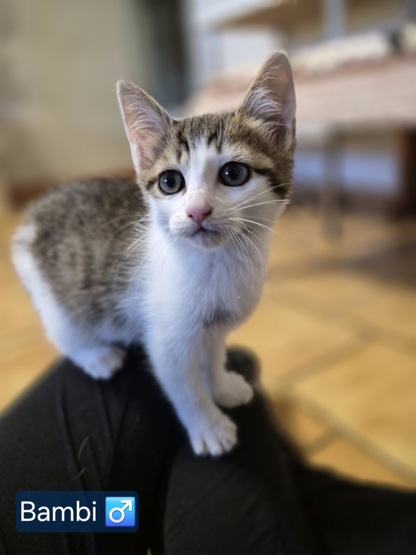 Photo de l'animal à adopté