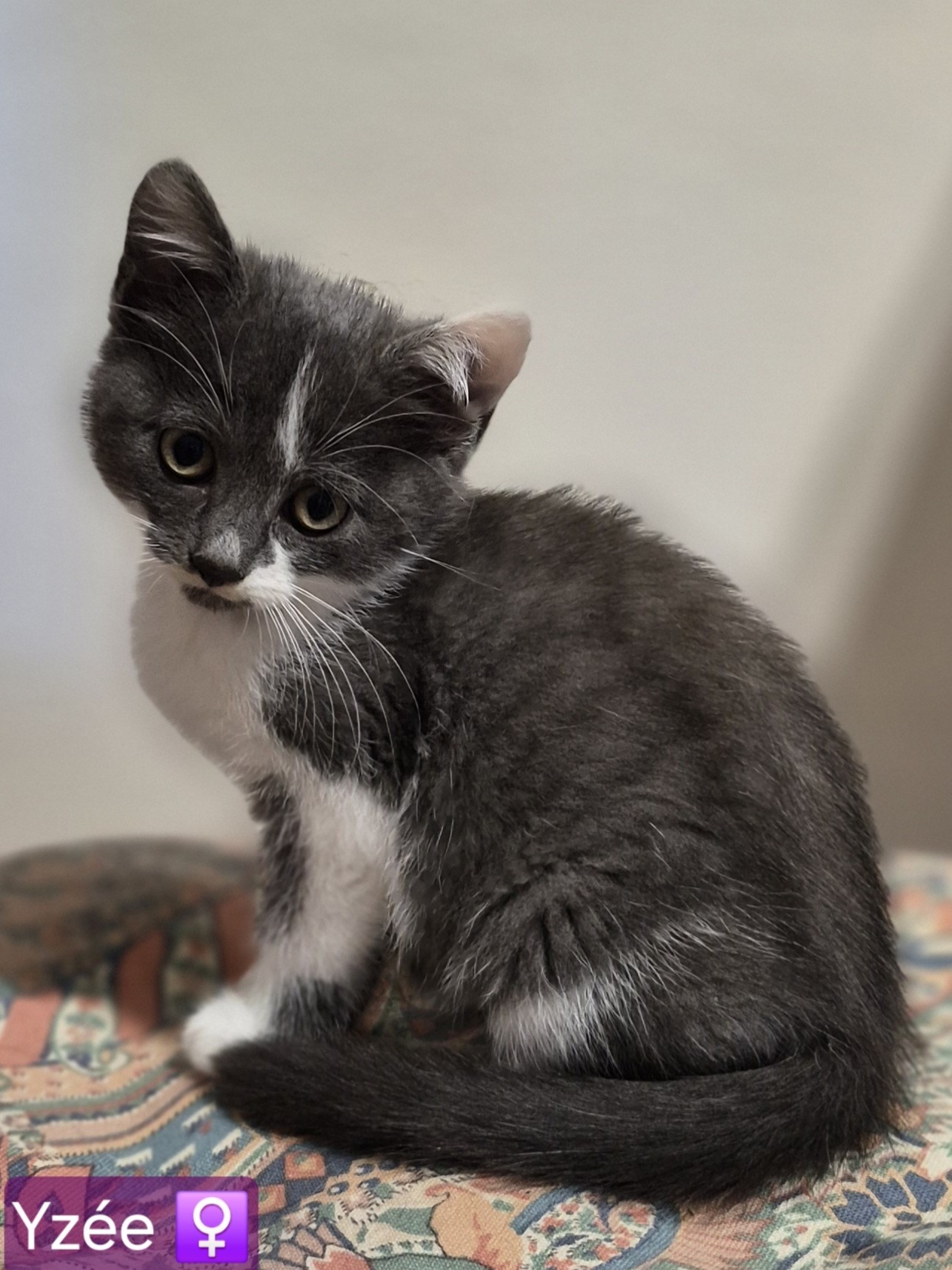 Photo de l'animal à adopté