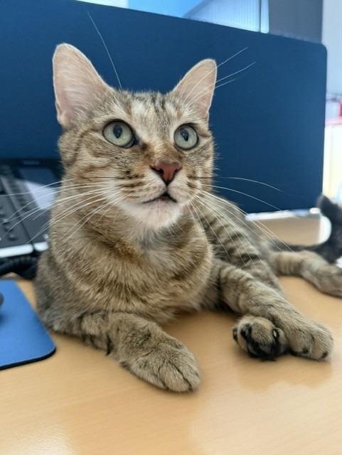 Photo de l'animal à adopté