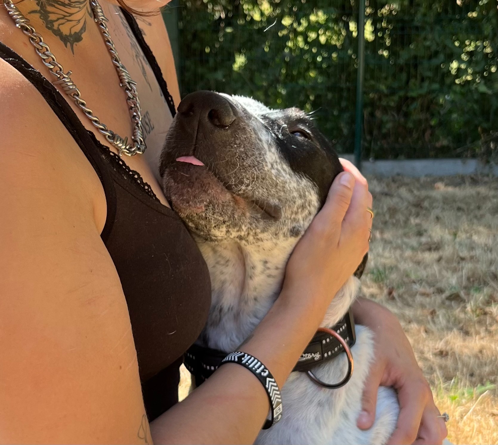 Photo de l'animal à adopté