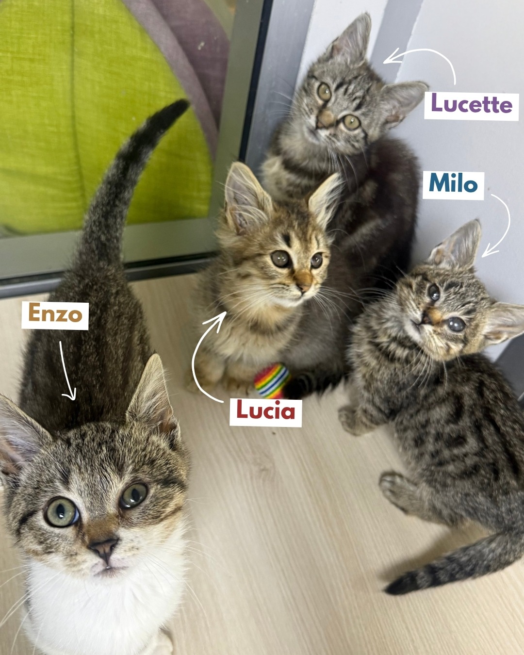 Photo de l'animal à adopté