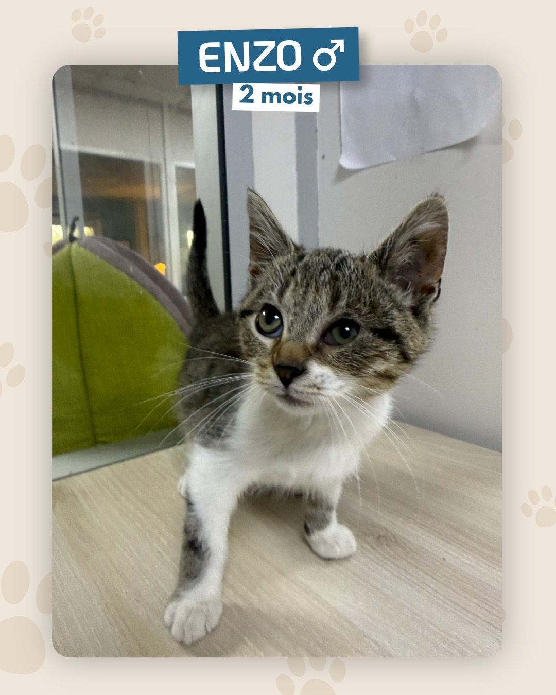 Photo de l'animal à adopté