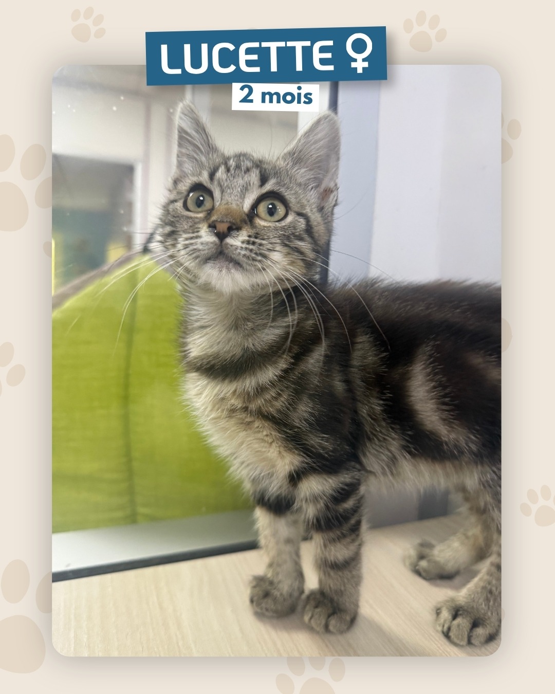 Photo de l'animal à adopté