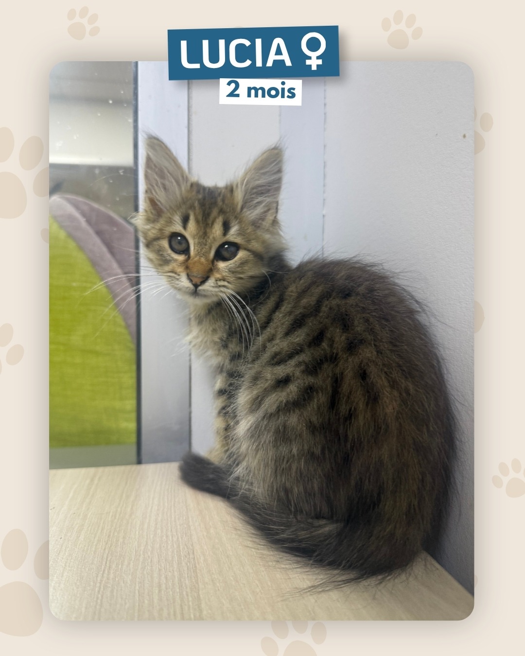 Photo de l'animal à adopté