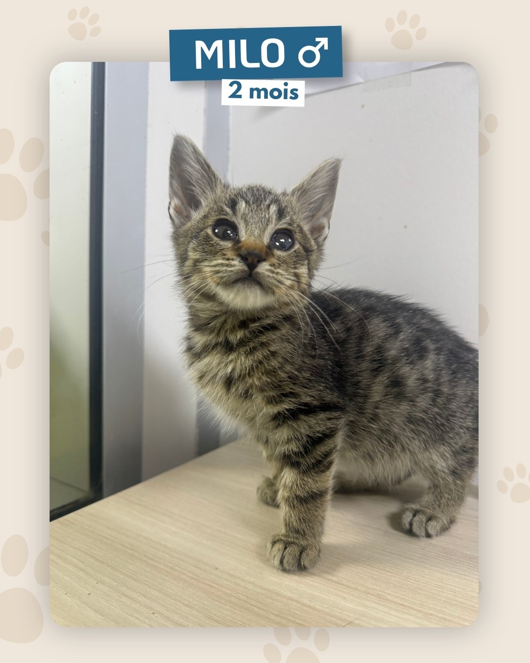 Photo de l'animal à adopté
