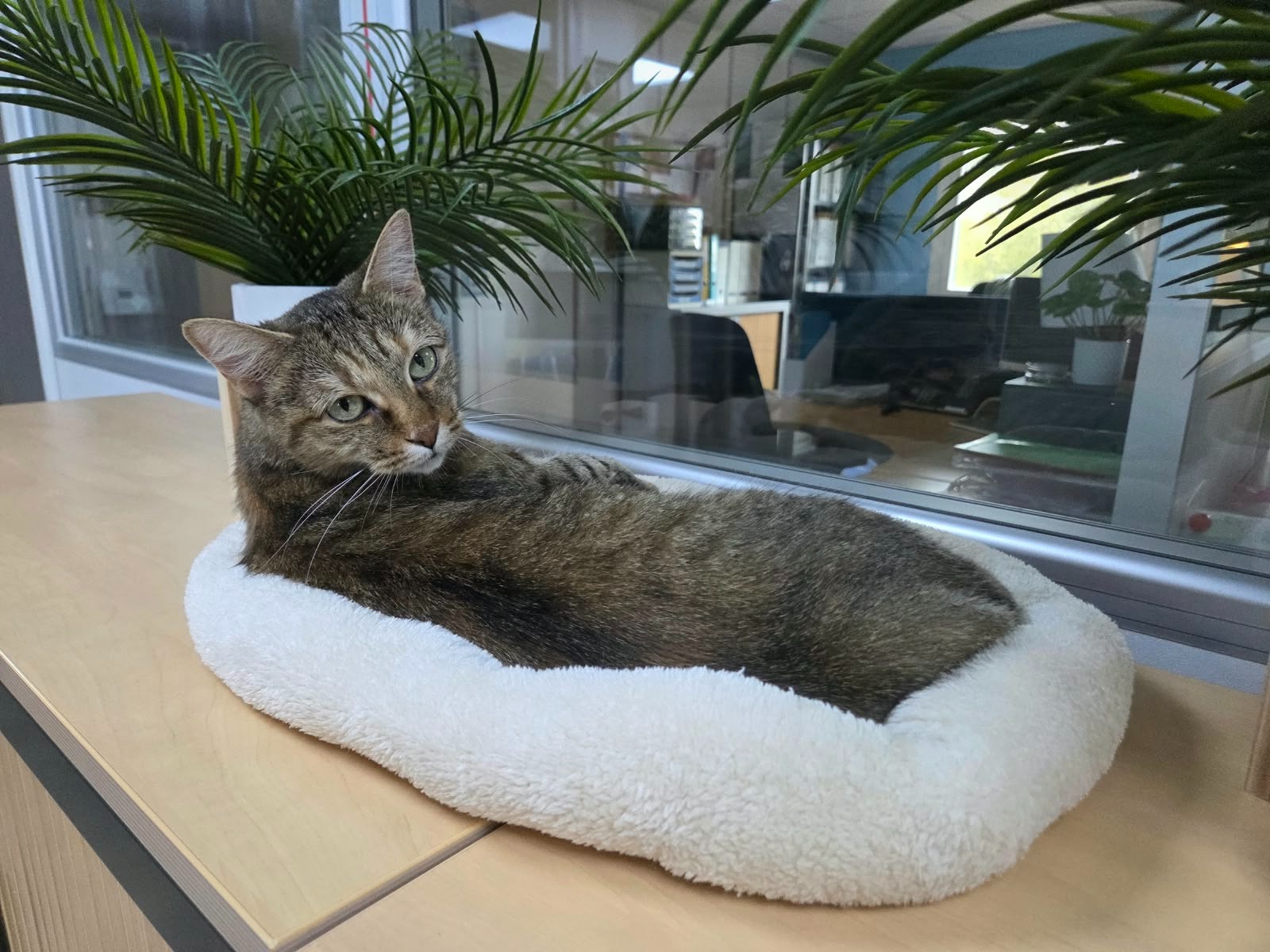 Photo de l'animal à adopté