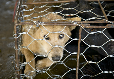 L'Association Stéphane LAMART oeuvre quotidiennement sur tous les fronts pour défendre et protéger les droits des animaux